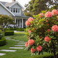Holden's? Peach Hybrid Rhododendron Shrub - Rhododendron 'Holden's Peach'