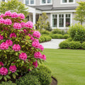 Holden's? Pink Hybrid Rhododendron Shrub - Rhododendron 'Holden's Pink'