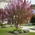Hollywood Plum Tree - Prunus cerasifera 'Hollywood'