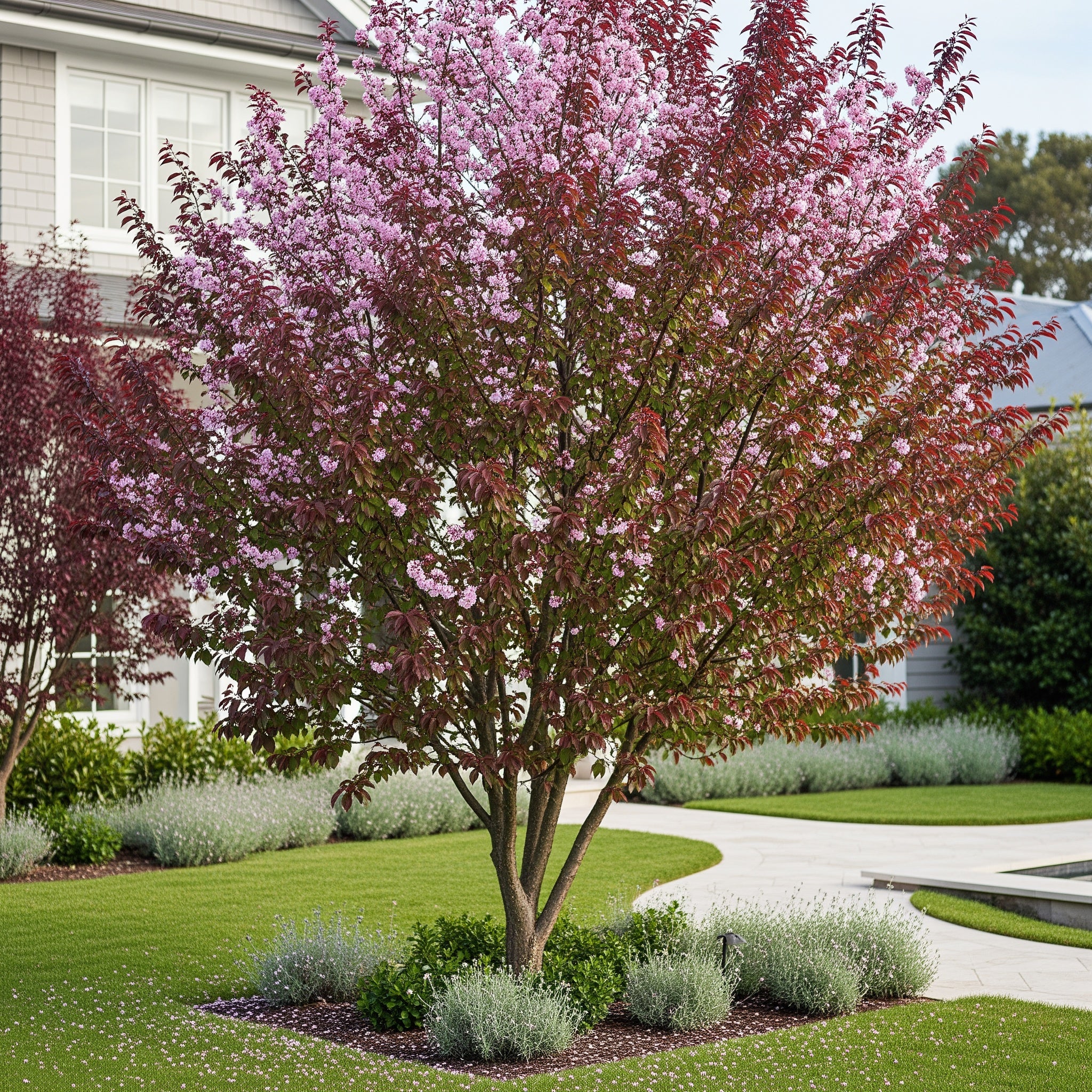 Hollywood Plum Tree - Prunus cerasifera 'Hollywood'