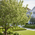 Honeygold Apple Tree - Malus domestica 'Honeygold'