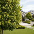 Superior Hybrid Poplar Tree - Populus