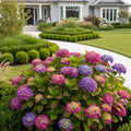Hydrangea Magical? 'Amethyst' Shrub