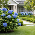 Hydrangea Magical? Elizabeth Ashley Blue Shrub