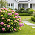 Hydrangea Magical? 'Revolution' Shrub