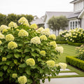 Hydrangea Magical? 'Verdigris' Shrub - Hydrangea macrophylla