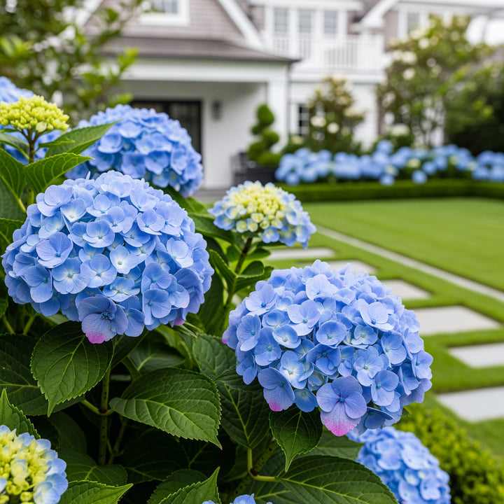 Nikko Blue Hydrangea - Hydrangea macrophylla 'Nikko Blue'