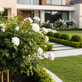 Iceberg Rose Bush - Rosa 'Iceberg'