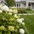 Proven Winners? Incrediball? Hydrangea Shrub - Hydrangea arborescens