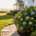 Proven Winners? Incrediball? Storm Proof? Hydrangea