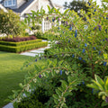 Indigo Treat Haskap (Honeyberry) Bush - Lonicera caerulea