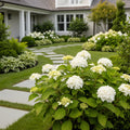Proven Winners? Invincibelle Wee White? Hydrangea - Hydrangea arborescens