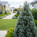 Iseli? Blue Moon Sawara Cypress Shrub - Chamaecyparis pisifera 'Blue Moon'