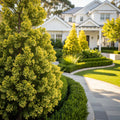 Iseli? Sunny Swirl Hinoki Cypress Tree - Chamaecyparis obtusa 'Sunny Swirl'