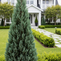 Italian Cypress Tree Arizona - Cupressus sempervirens