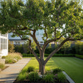 Italian Plum Tree - Prunus domestica