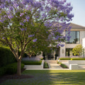Jacaranda Tree - Jacaranda mimosifolia
