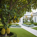 Jackfruit Tree - Artocarpus heterophyllus