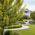 Jade Butterflies Ginkgo Tree - Ginkgo biloba 'Jade Butterflies'