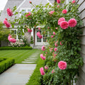 David Austin? James Galway? Rose Shrub