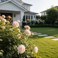 David Austin? James L. Austin? Rose Shrub