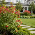 Jan Iseli Red? Enkianthus Shrub - Enkianthus campanulatus 'Jan Iseli Red'