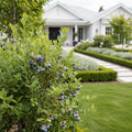 Bushel and Berry? Jelly Bean? Blueberry Bush