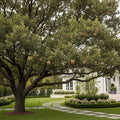 Joan Lionetti Texas Live Oak Tree - Quercus virginiana 'Joan Lionetti'