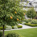 Juicy Jewel Asian Pear Tree - Pyrus pyrifolia