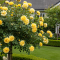 Julia Child Rose Tree
