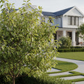 Juliet Dwarf Cherry Bush - Prunus cerasus 'Juliet'