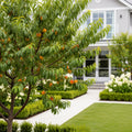 June Gold Peach Tree - Prunus persica 'June Gold'