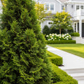 Junior Giant Thuja Tree - Thuja ? 'Green Giant'