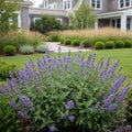 Better Versions? Junior Walker? Nepeta Plant - Nepeta