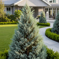 Juniper 'Wichita Blue' Tree - Juniperus scopulorum 'Wichita Blue'