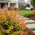 Southern Living? Kaleidoscope Abelia Shrub - Abelia x grandiflora 'Kaleidoscope'