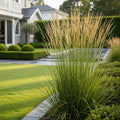 Karl Foerster Grass - Calamagrostis x acutiflora 'Karl Foerster'