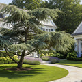 Karl Fuchs Himalayan Cedar Tree - Cedrus deodara 'Karl Fuchs'