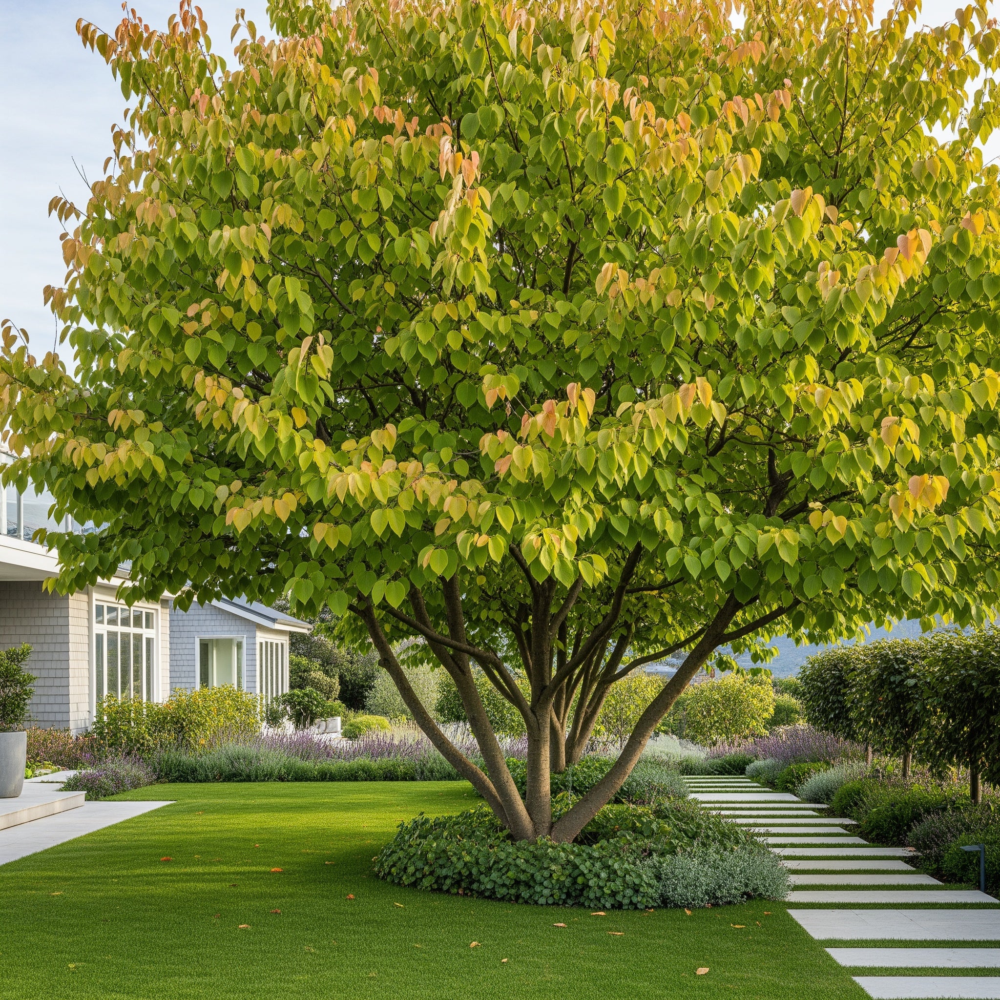 Katsura Tree - Cercidiphyllum japonicum