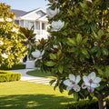 Kay Parris Magnolia - Magnolia 'Kay Parris'