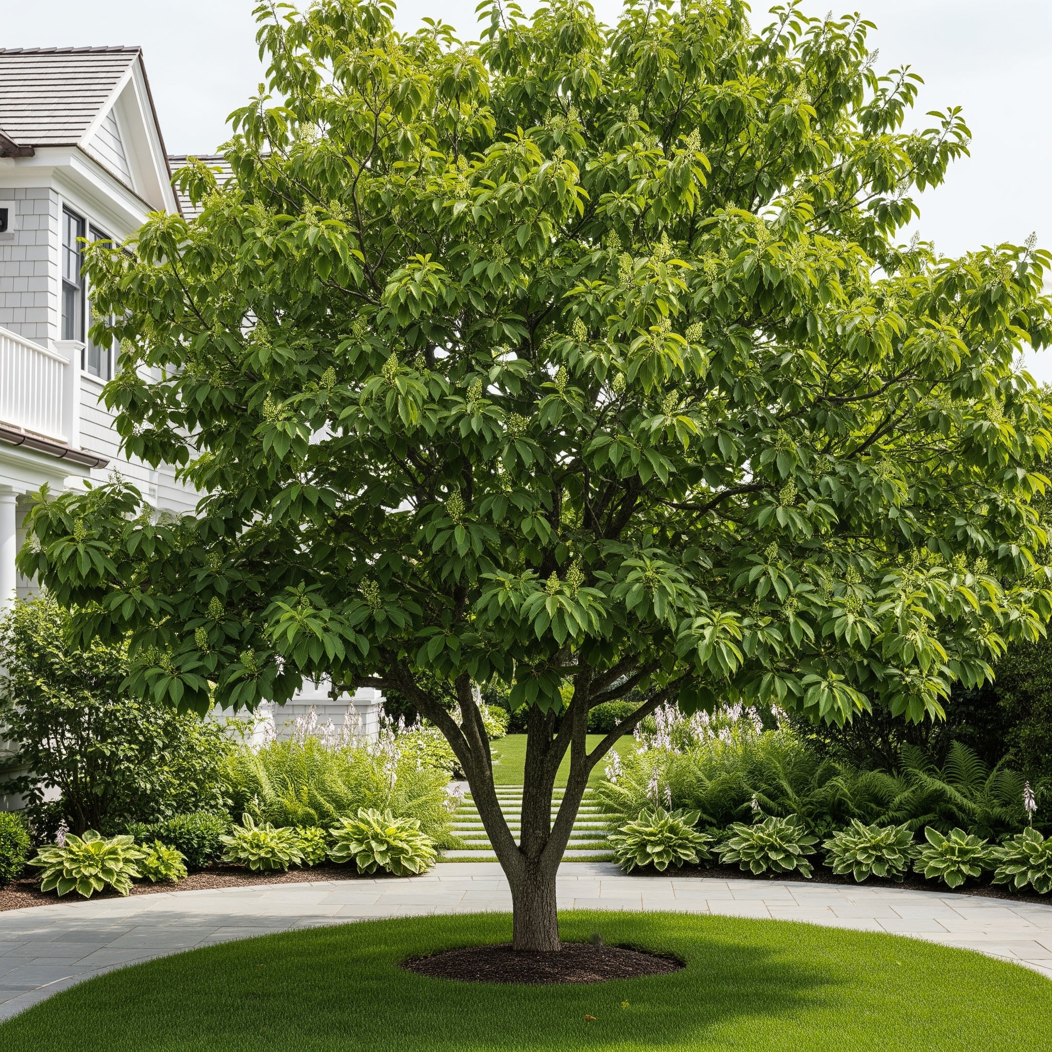 Kentucky Coffeetree - Gymnocladus dioicus