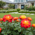 Ketchup and Mustard Rose Shrub