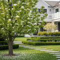 Kieffer Pear Tree - Pyrus communis 'Kieffer'