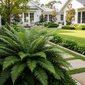 Kimberly Queen Fern - Nephrolepis obliterata