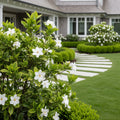 Kleim's Hardy Gardenia Shrub - Gardenia jasminoides 'Kleim'