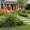 Better Versions? Kniphofia Glowstick Red Hot Poker Plant - Kniphofia