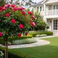 Knock Out? Rose Tree