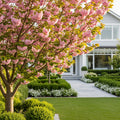 Kwanzan Cherry Tree - Prunus serrulata 'Kwanzan'