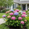 Bloomables? L.A. Dreamin? Hydrangea