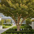 Lacebark Chinese Elm Tree - <em>Ulmus parvifolia</em>